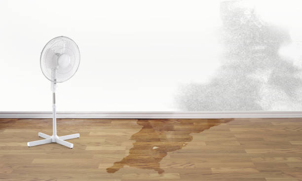 Best Carpet water damage restoration  in Florence, SC